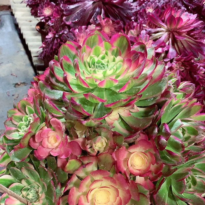 海王大手捧花，多肉植物