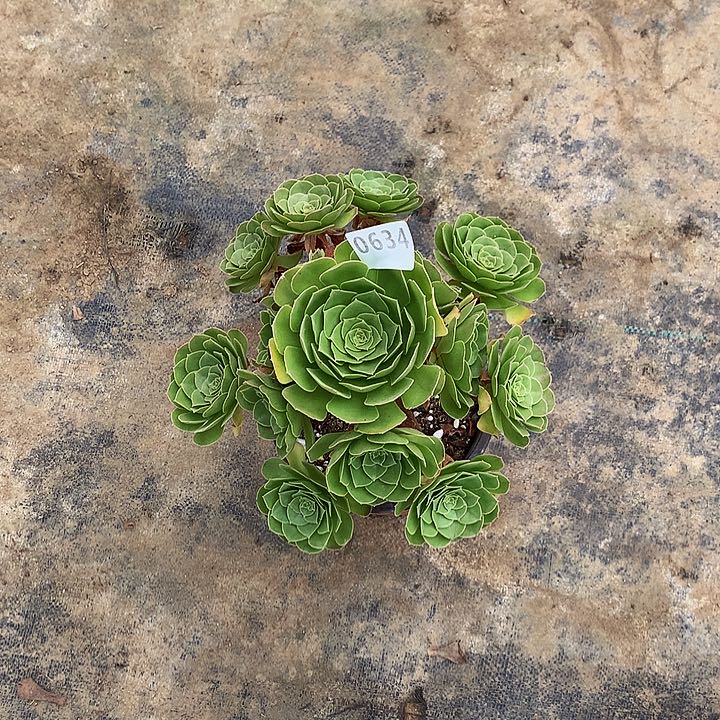 用****0634圣罗兰多肉88888