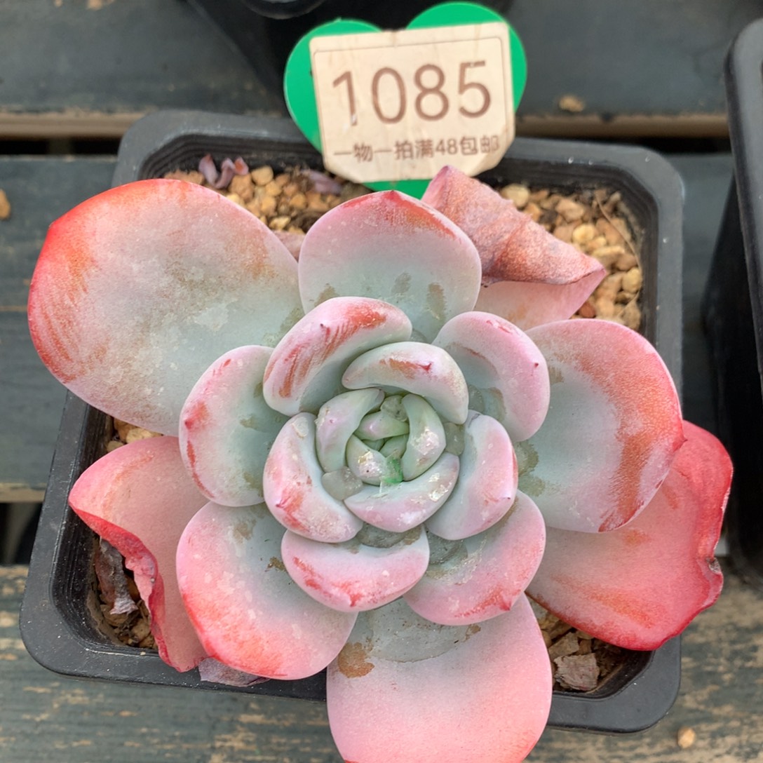 红皮韩版奶茶单头1085