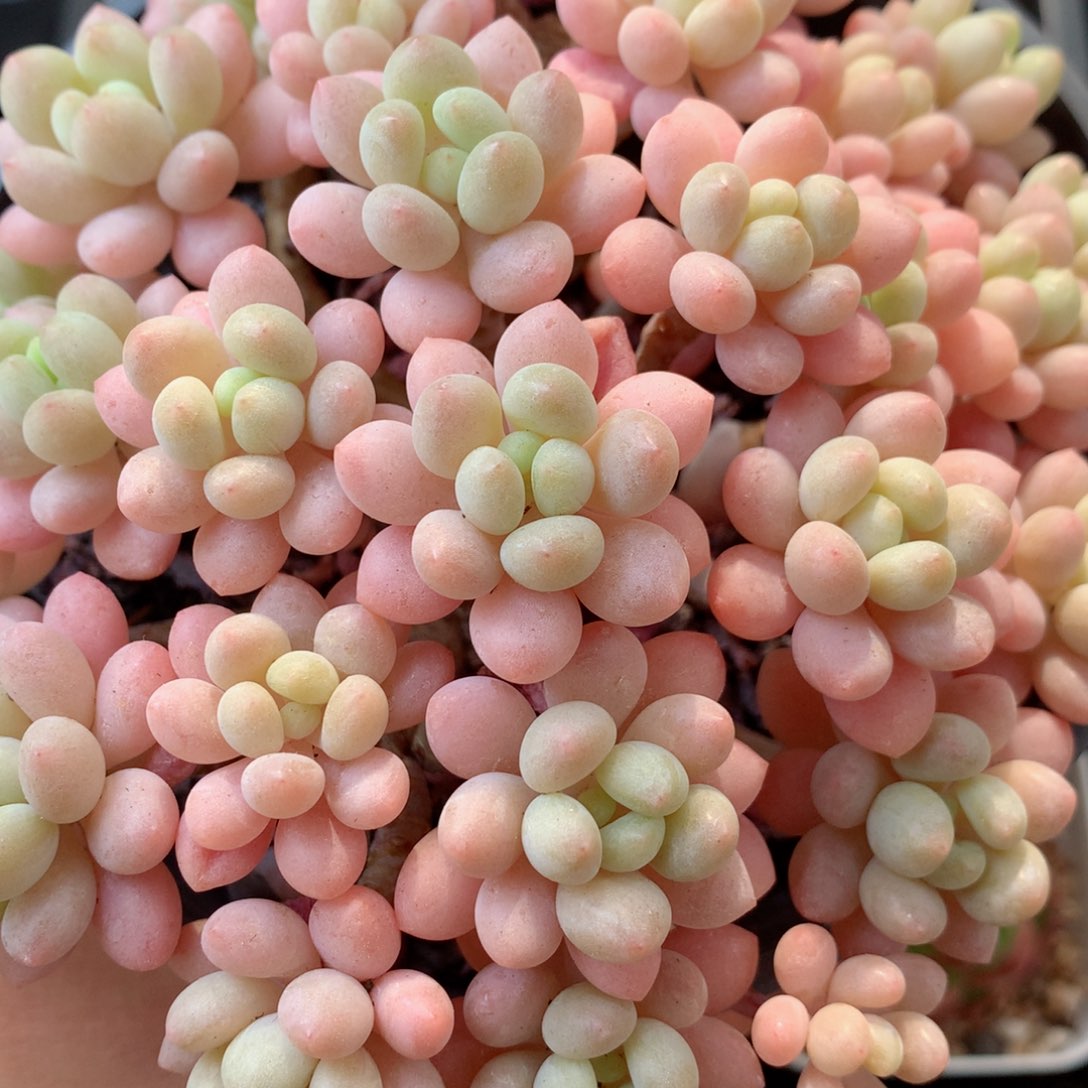 101鱼子酱58包邮  群生不包整 