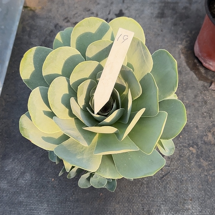 山地玫瑰一物一拍脱土发，19号，不包断侧芽