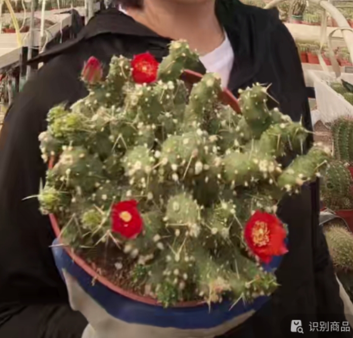 二妹园艺【  大号骑兵团扇  自根 】【冠幅保12公分】脱土随机发货