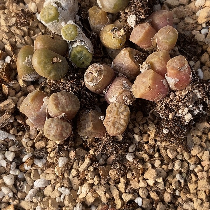 439烧卖一组。        