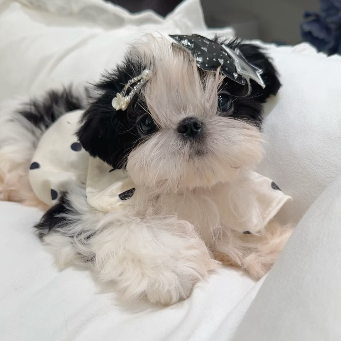 黑白花阿布索犬（拉萨本地繁殖）