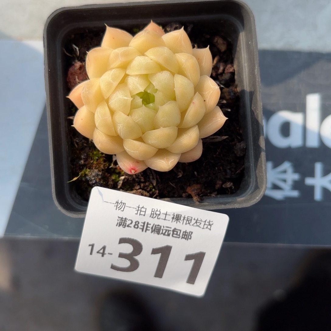 麦秆单头多肉多肉多肉