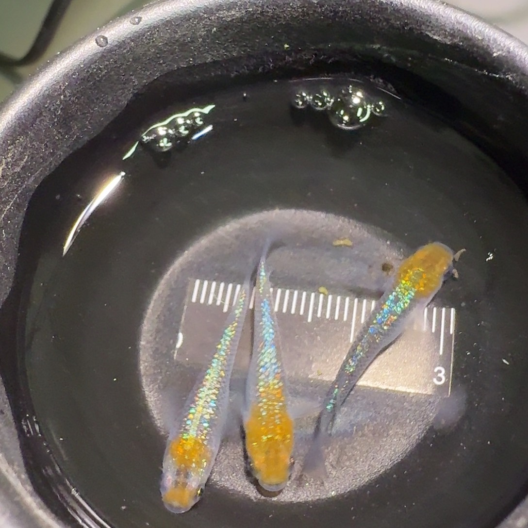 青鳉鱼一物一拍213