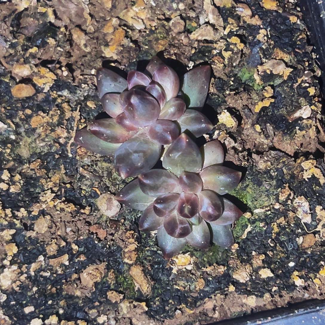 桔云多肉美人精品系列