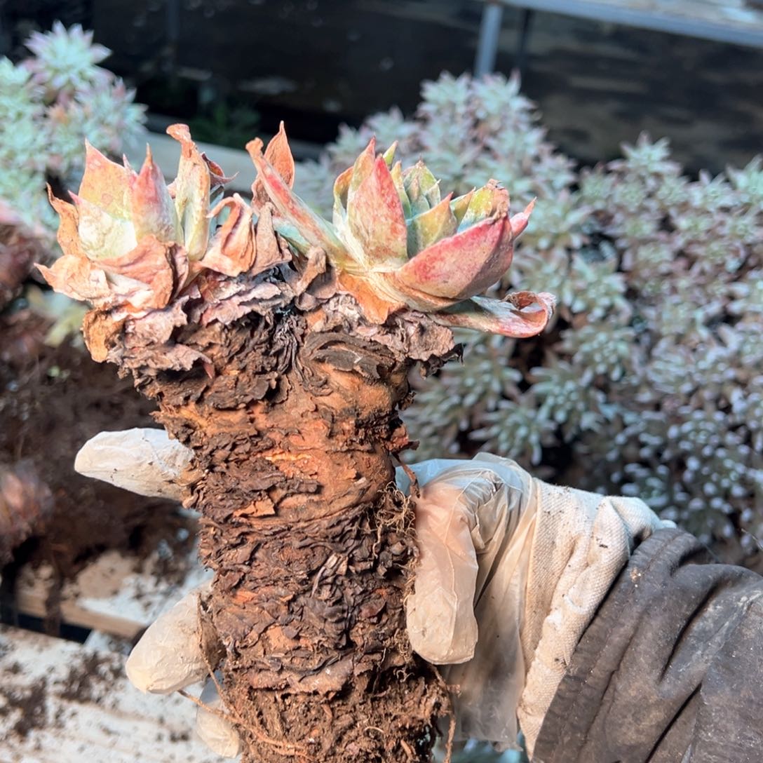 7295哈哈哈哈哈哈哈哈