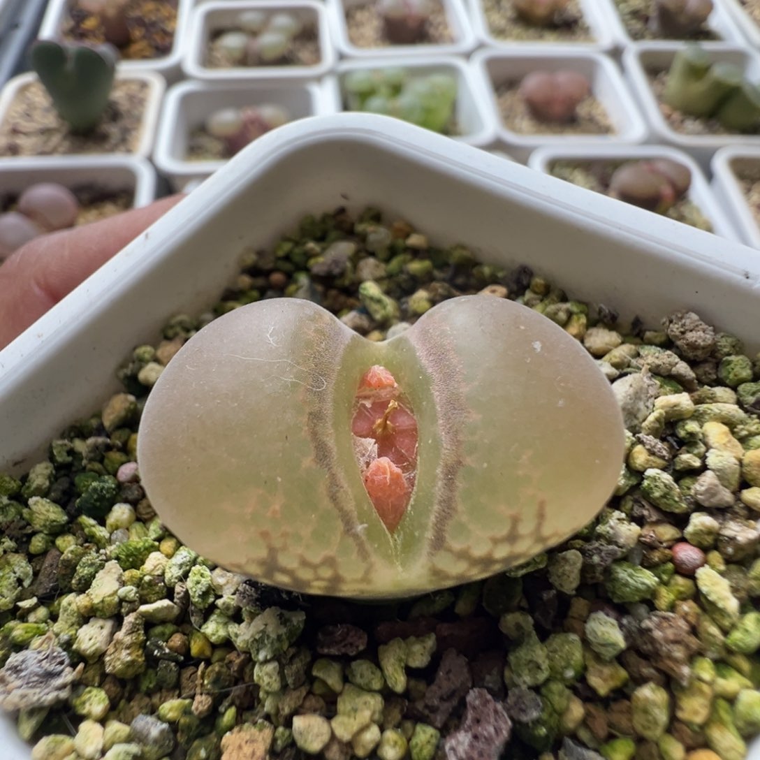 无花朵实生风铃玉9