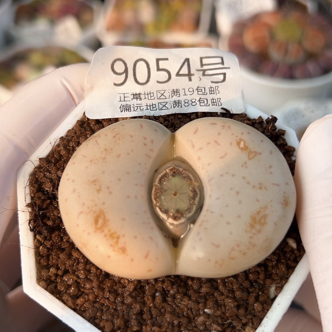 9054五年大白5cmmm