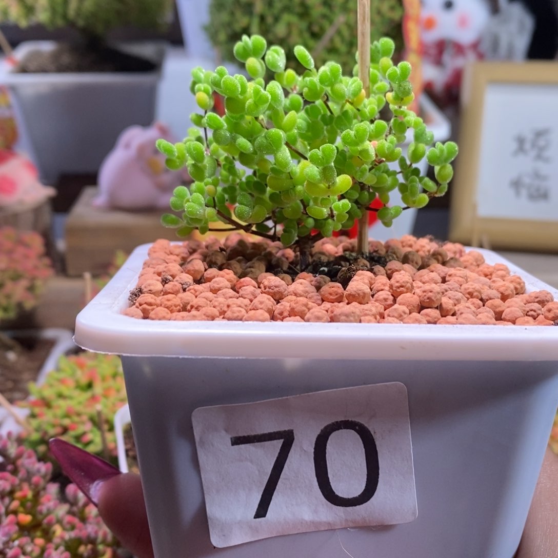 莱斯一物一拍带盆土发货