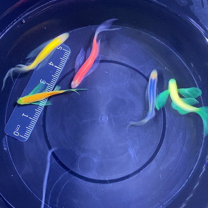 斑马鱼蝶翼斑马3-4厘米5条