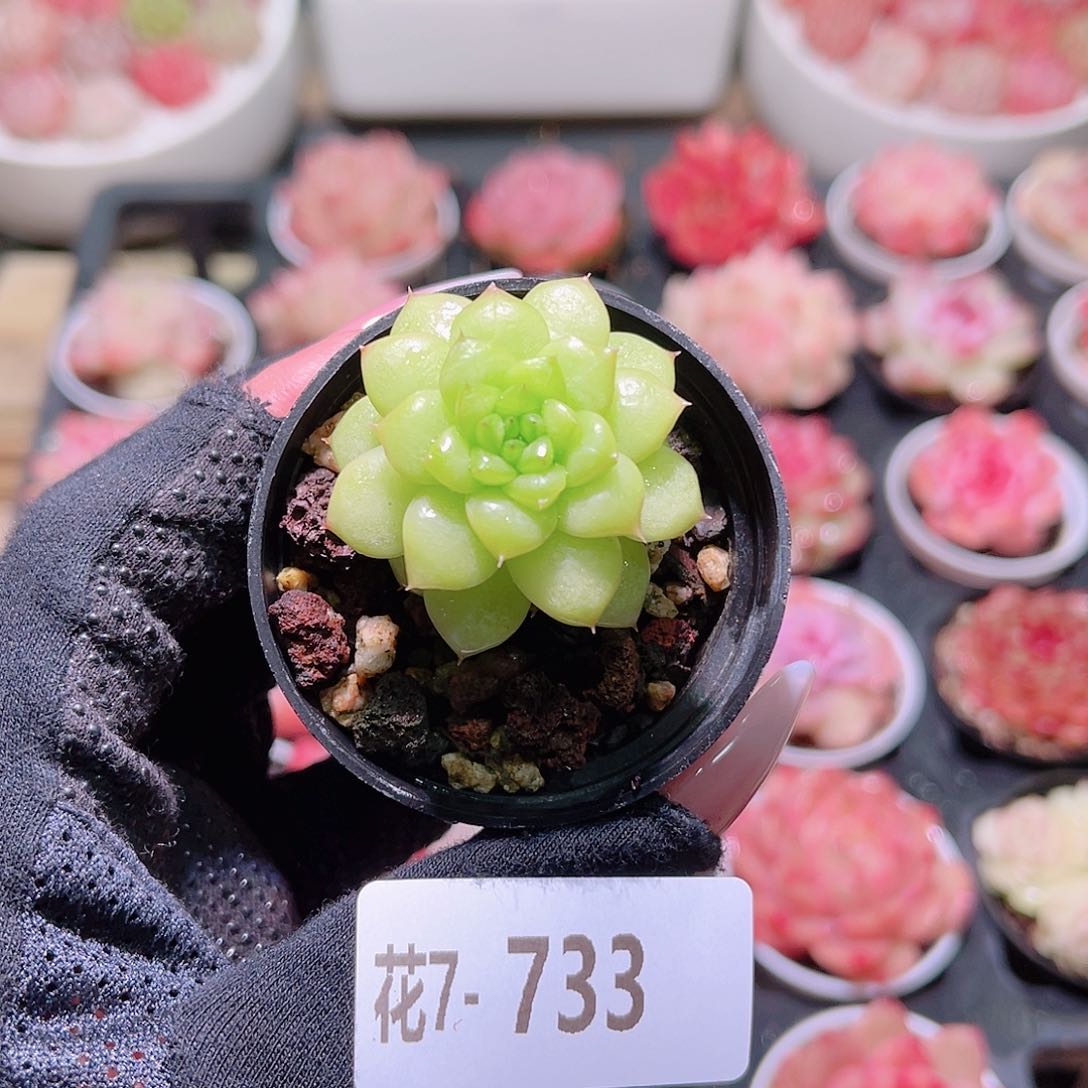 花利美7-733绿水鬼