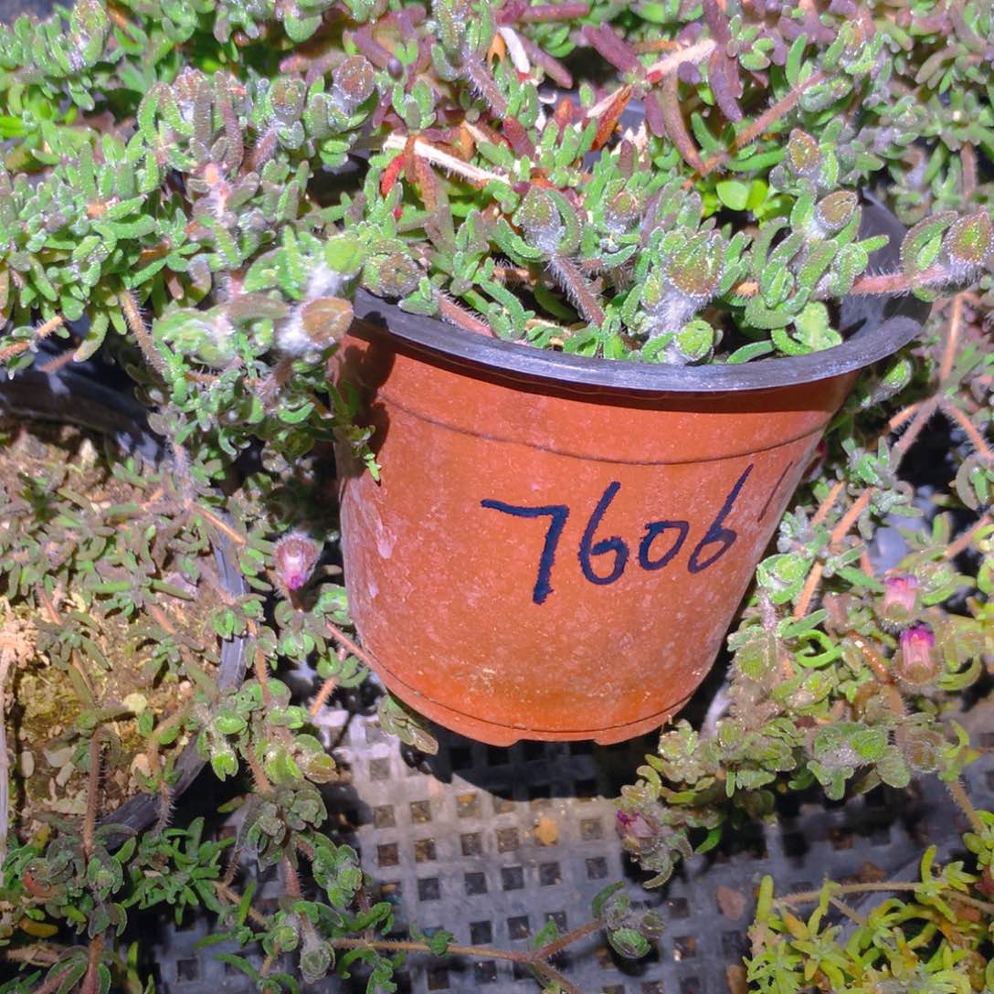 喷***～枝干虎尾大盆一个