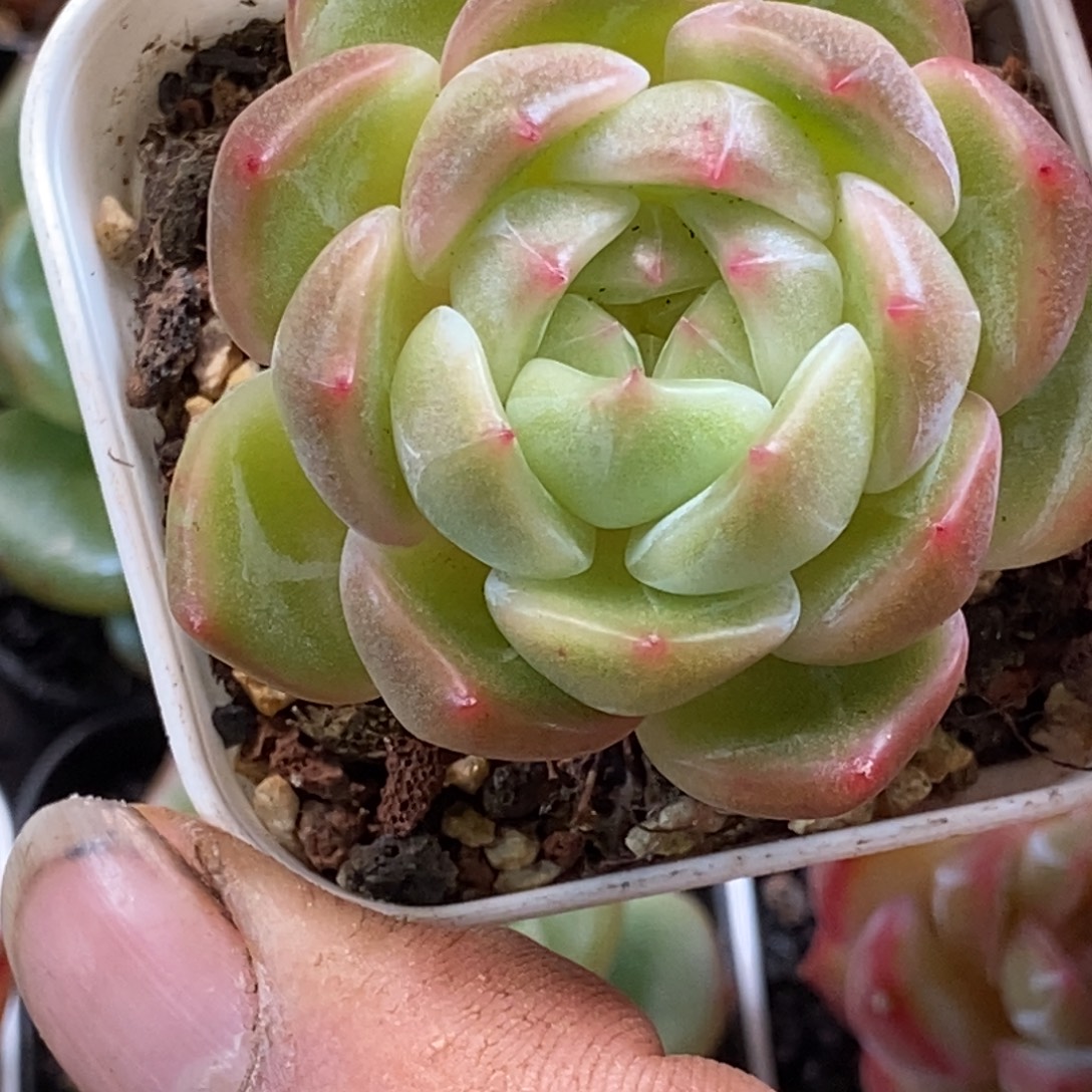 天官赐福把握机会