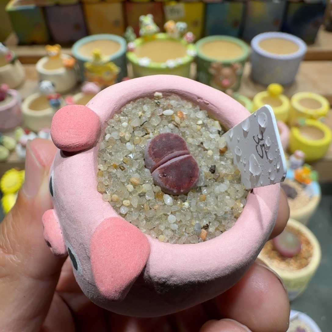 蘑菇1207阿克塞尔玫瑰多肉植物