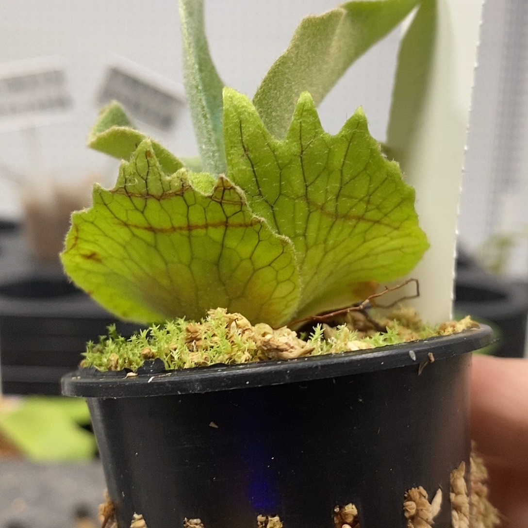 无花朵奥银鹿角蕨