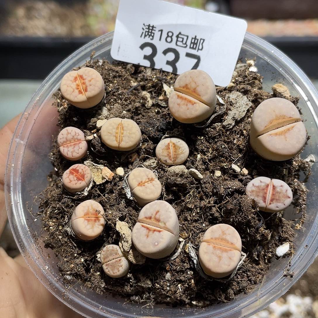 337当天凑满十八元包邮生石花