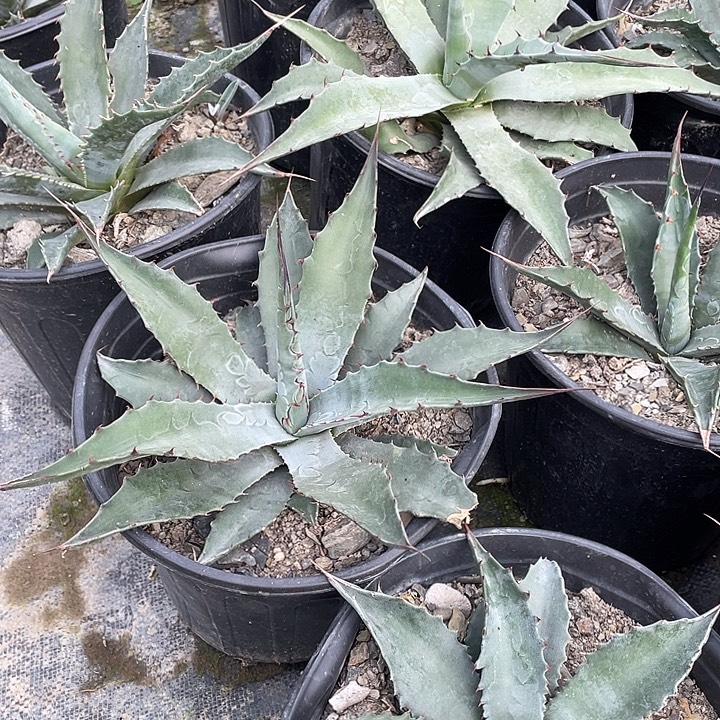 无花朵蒙塔娜24577