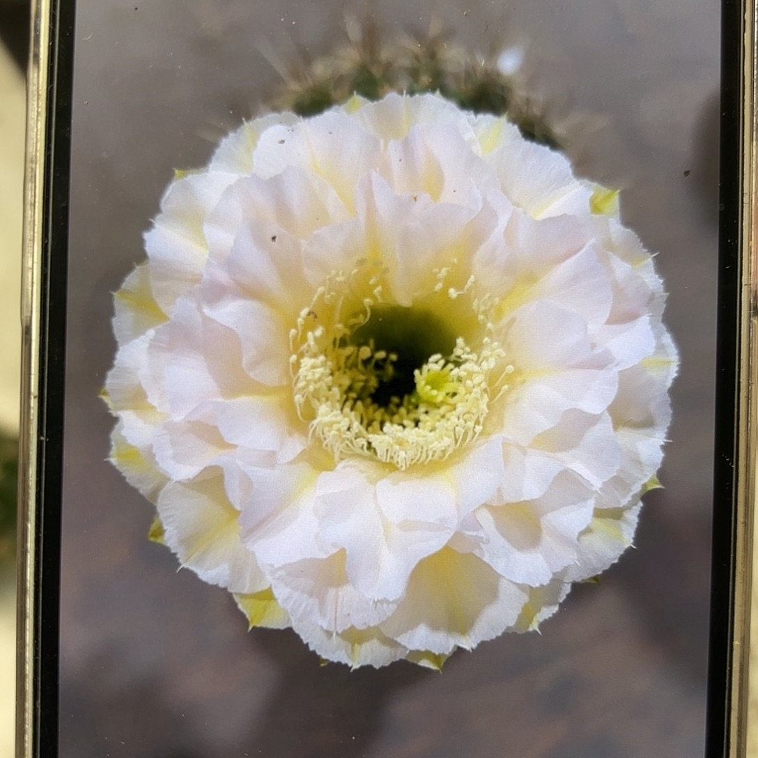 彩草青青蛋糕5公分左右