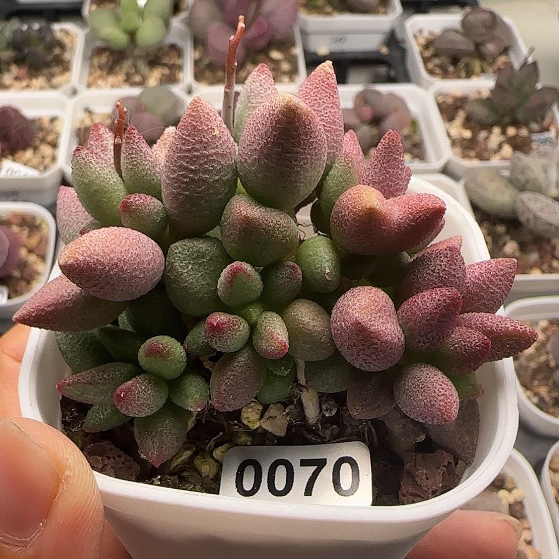 哈默小红嘴水泡多肉植物