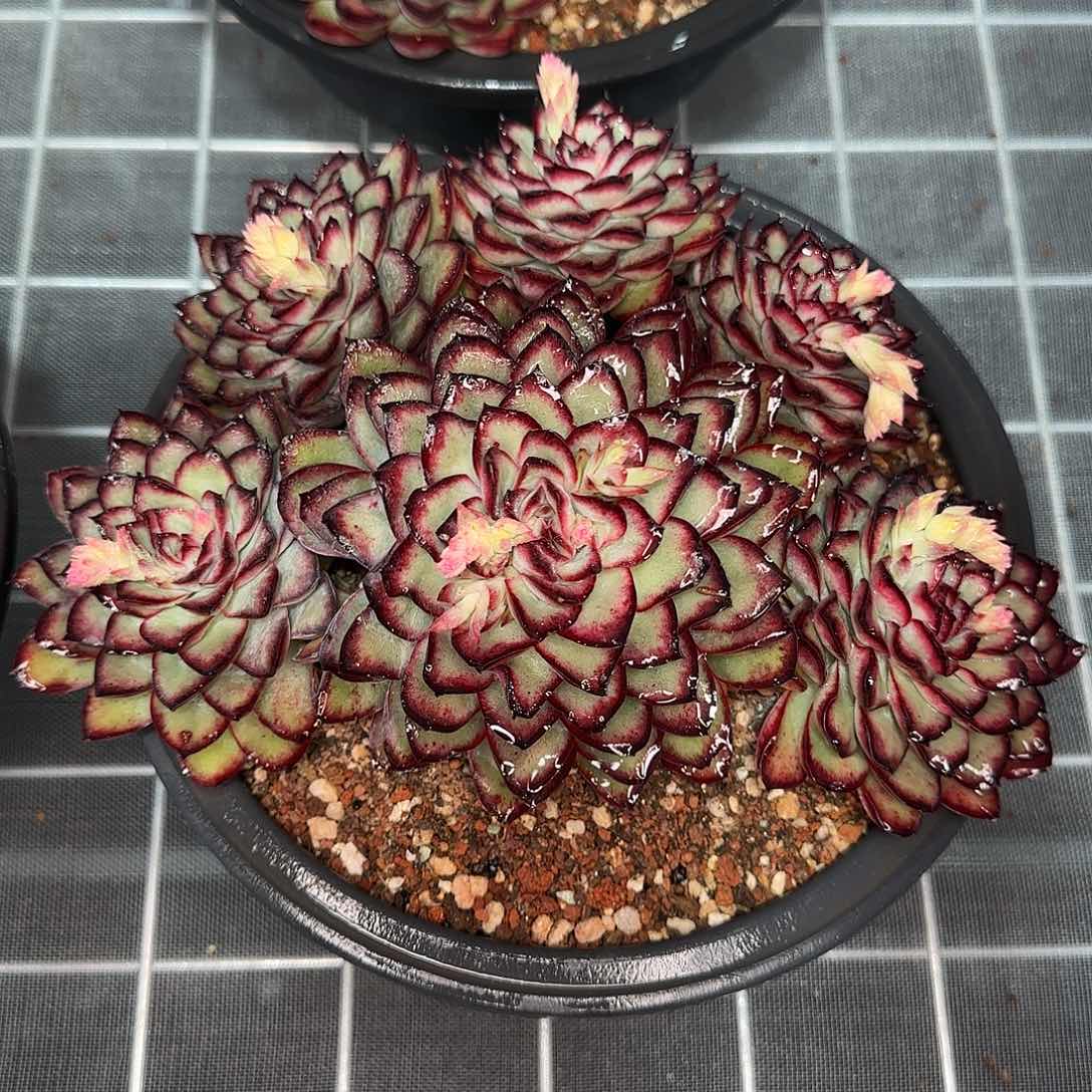 从前慢花园精选肉酱玫瑰