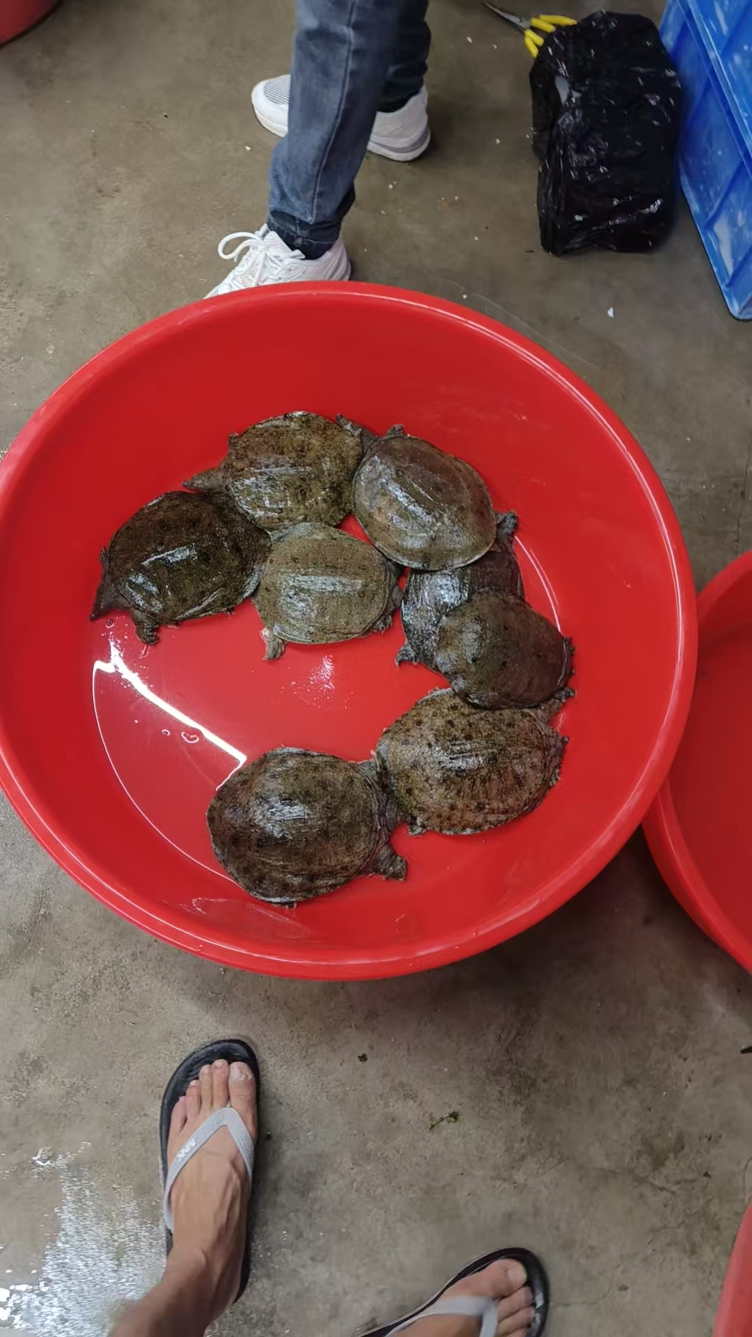 外塘放养吃小鱼小虾长大的鲜活生态到家