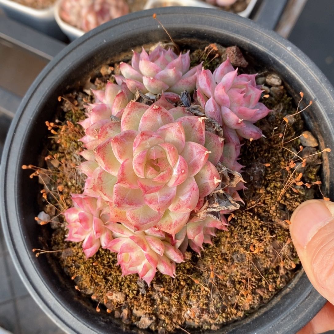 精品多肉一物一拍不包整141