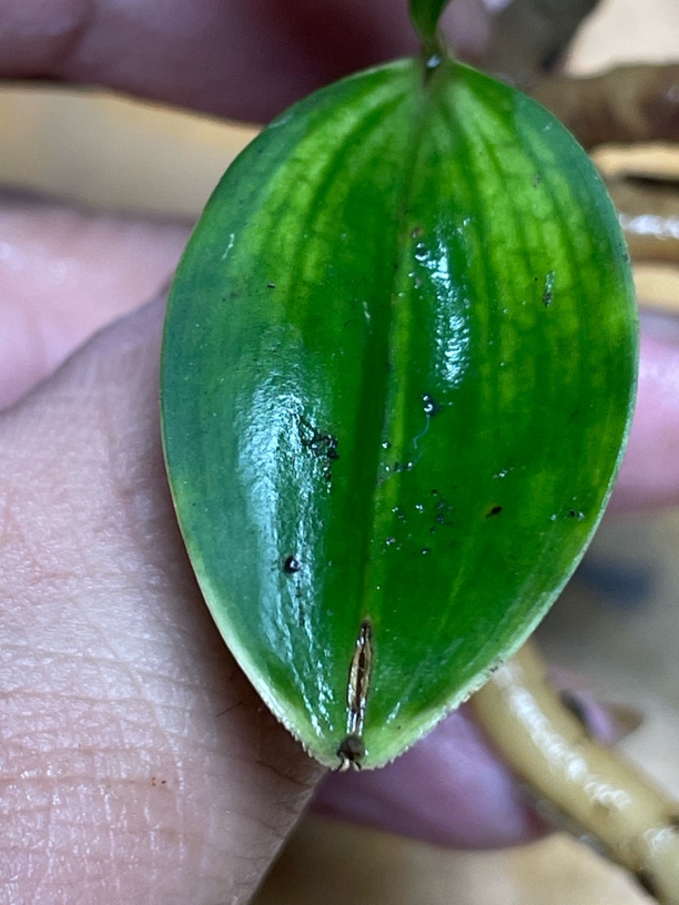 兔耳兰花卉直播间实物为准