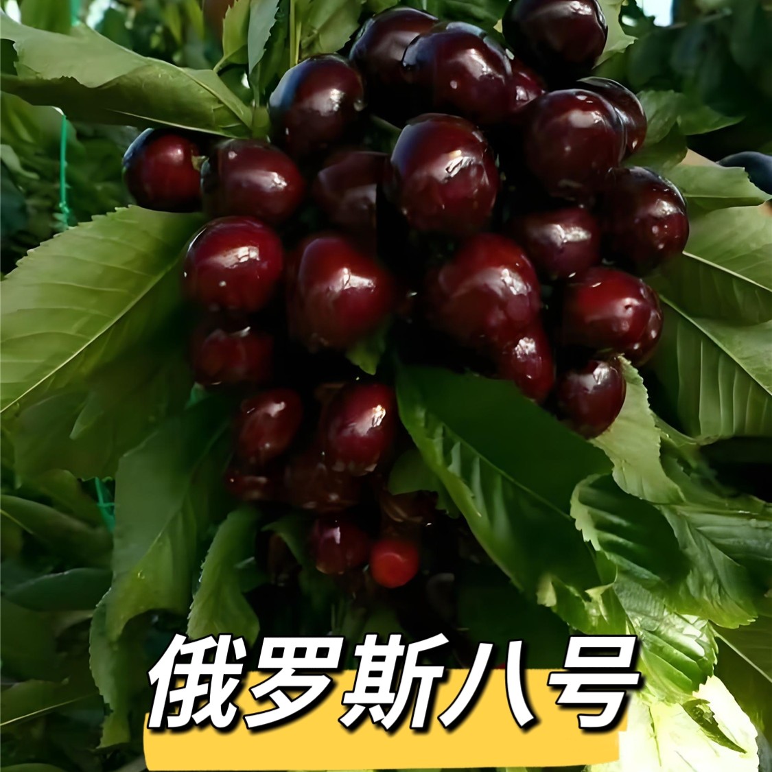 《组合》车厘子大樱桃树苗裸根苗辽宁大连瓦房店发货车厘子树苗