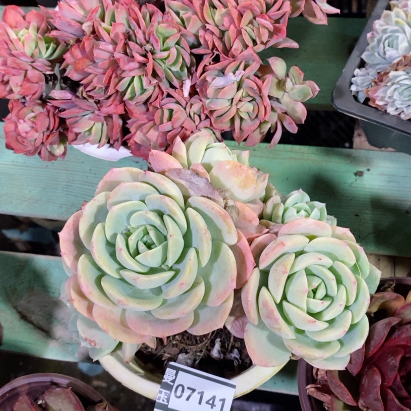 【闪购商品】左*恋曲07141