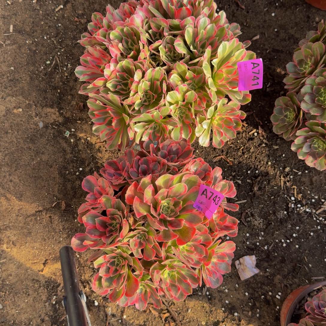 法师多肉不包损妖月粉女郎714.743