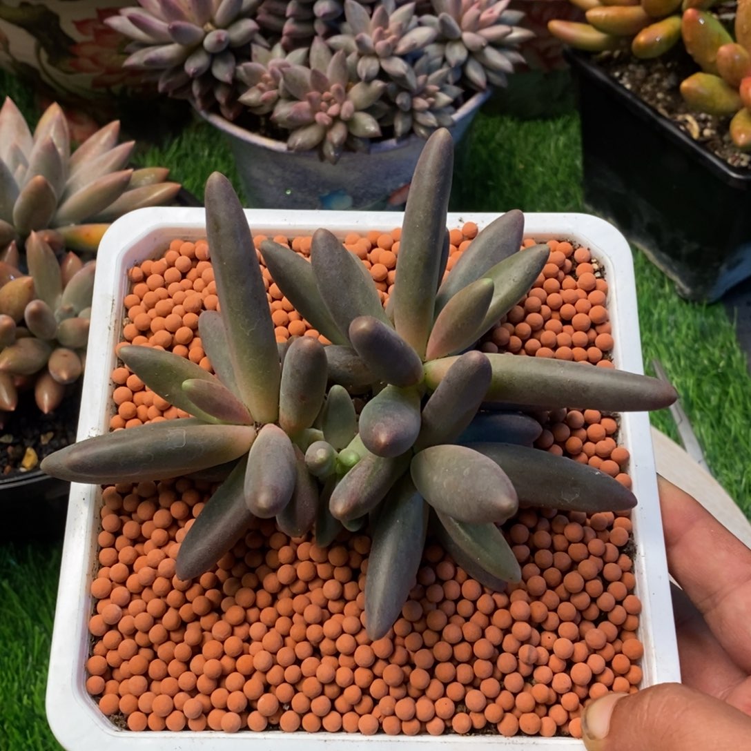 烟花群生多肉植物