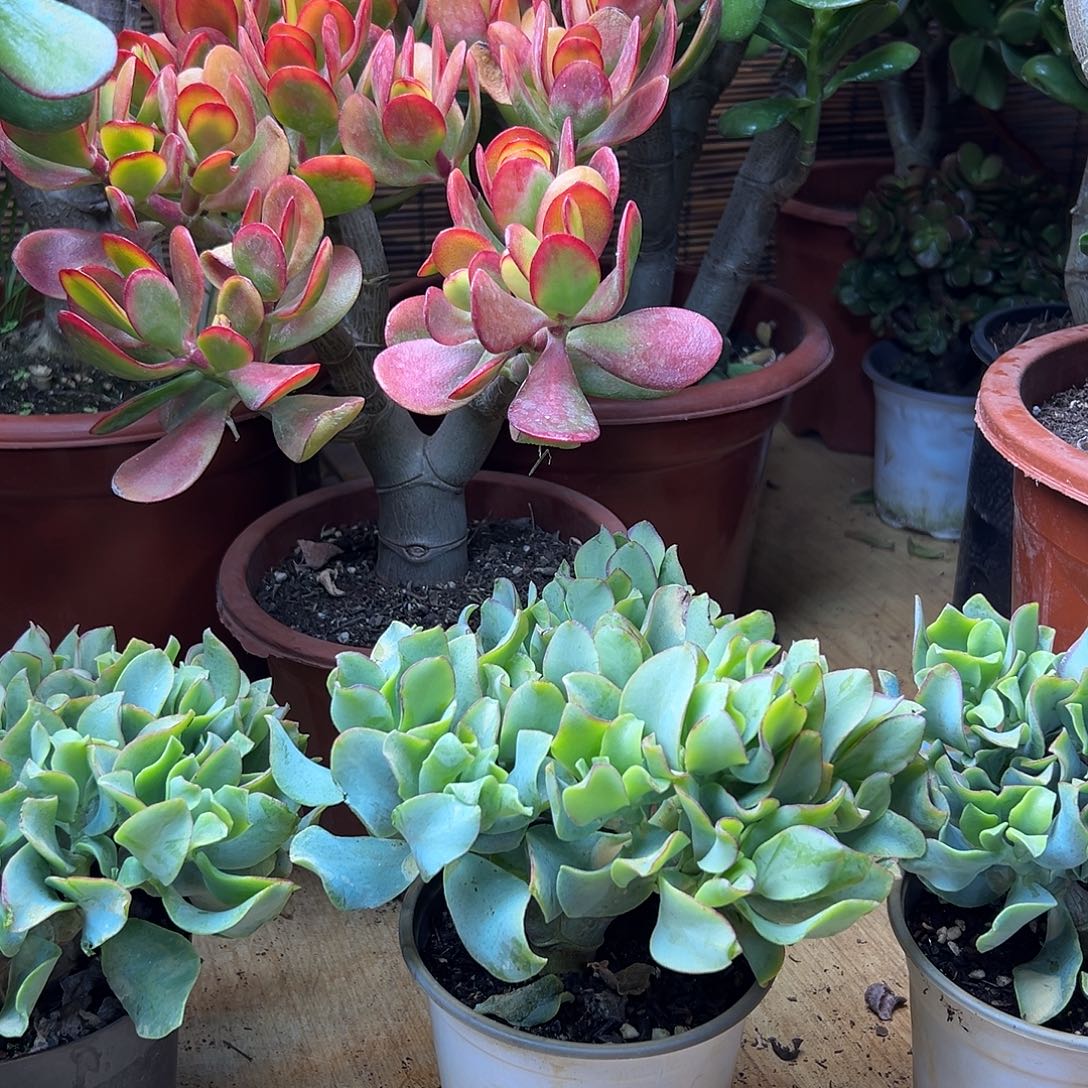 完全开放海带玉树一物一拍