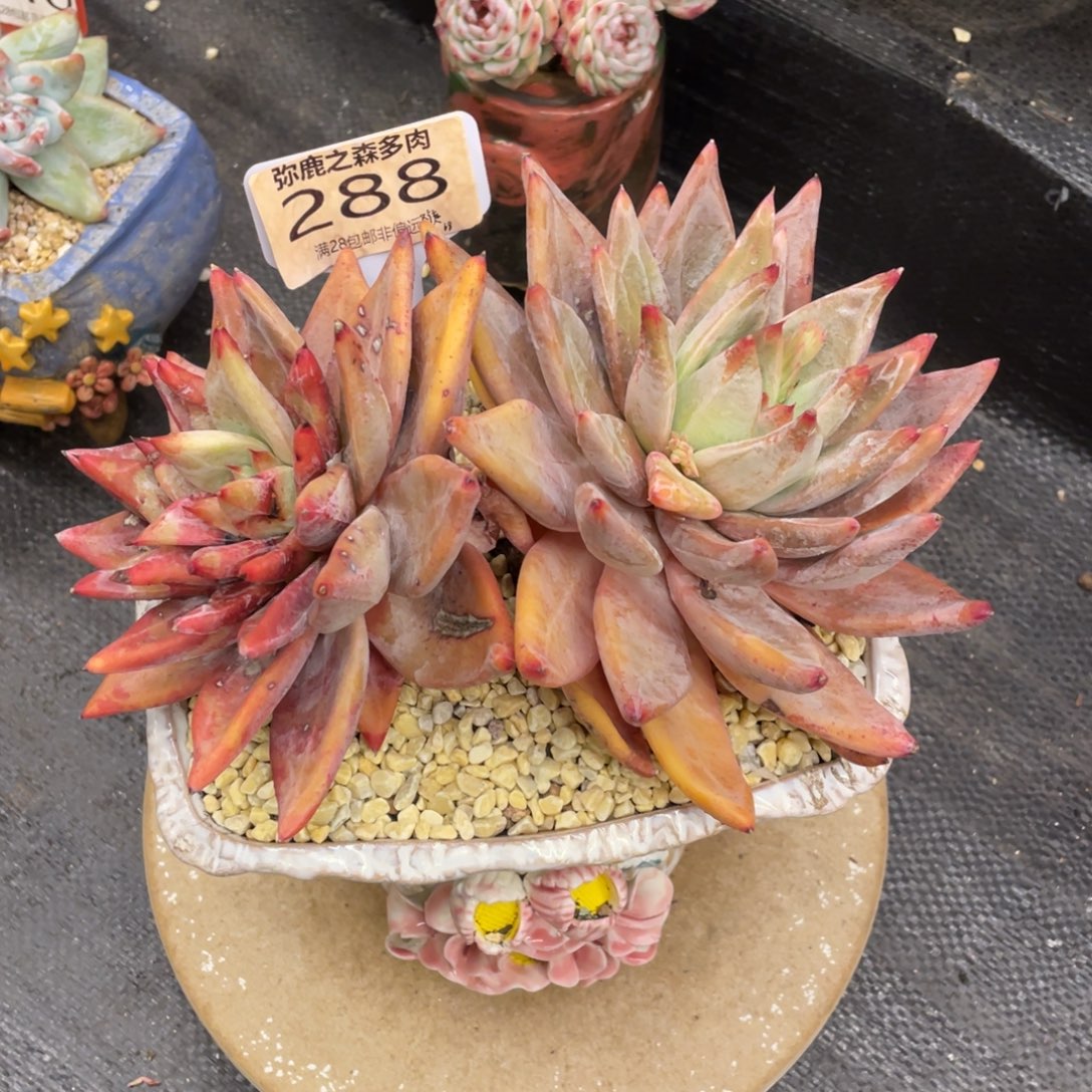 弥鹿之森一物一拍