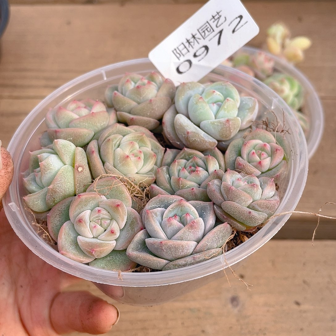 多肉植物多肉植物972