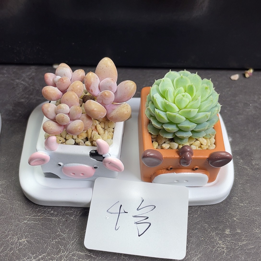 多肉植物牛马组合4号