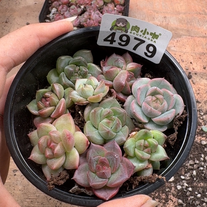完全开放多肉植物多肉植物