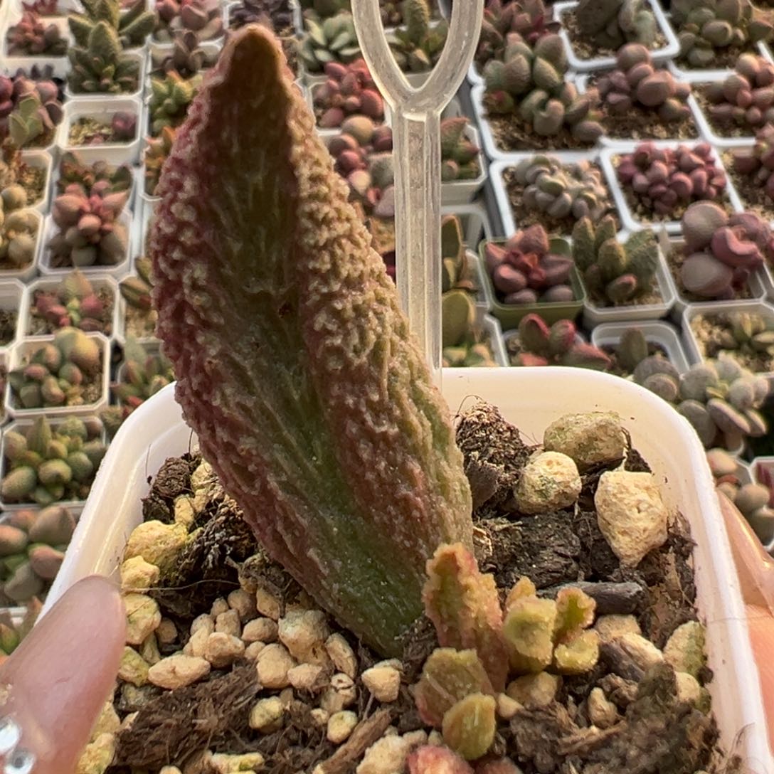 古灵阁大苗纹路款多肉植物