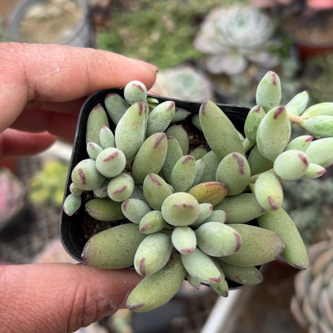 多肉植物多肉植物