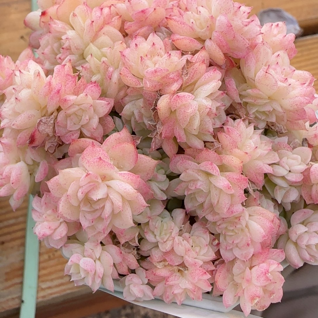 花语逸镜0201-381散