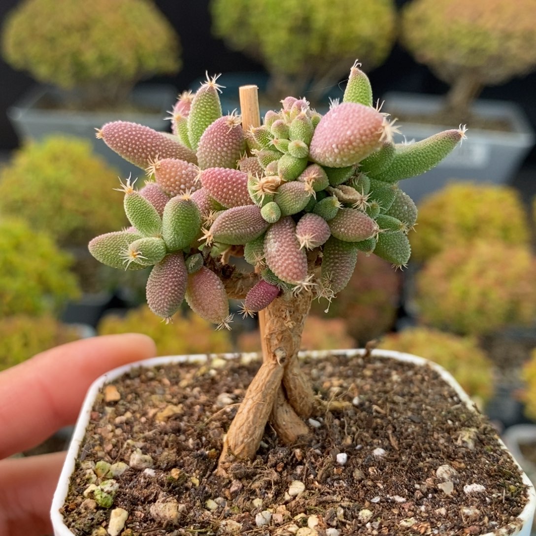 1537实生提根玉米 。       