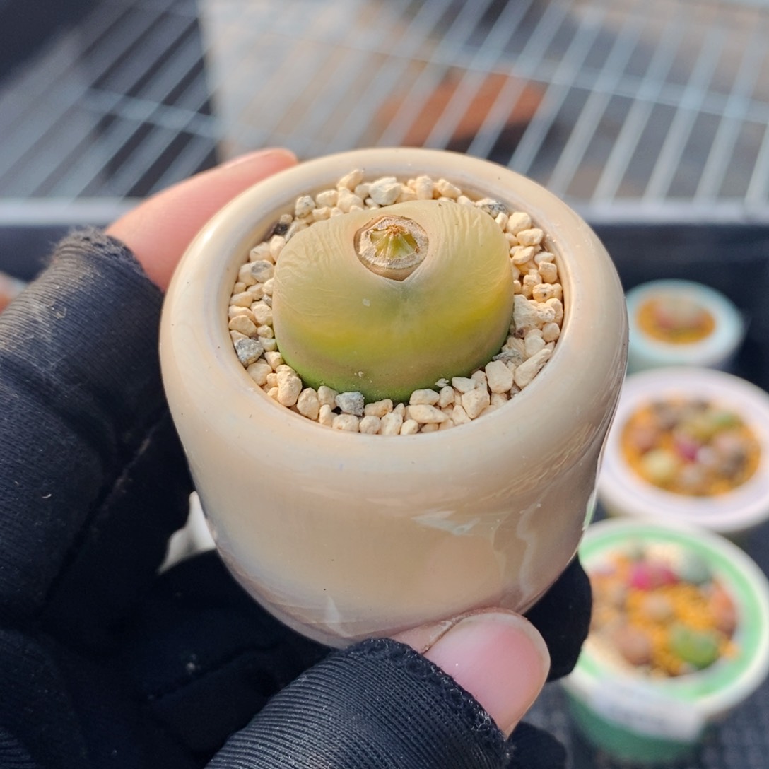 3324--一物一拍 带盆