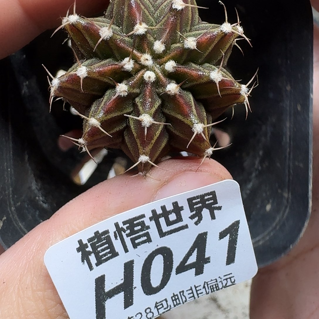 多肉植物的人生fhnn