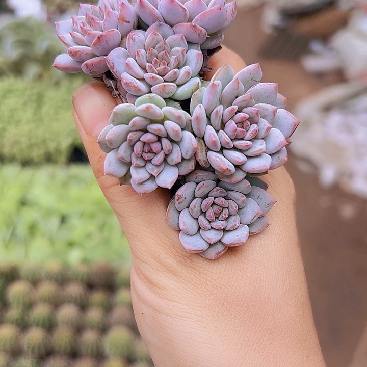 穴盘星星橙群19包邮