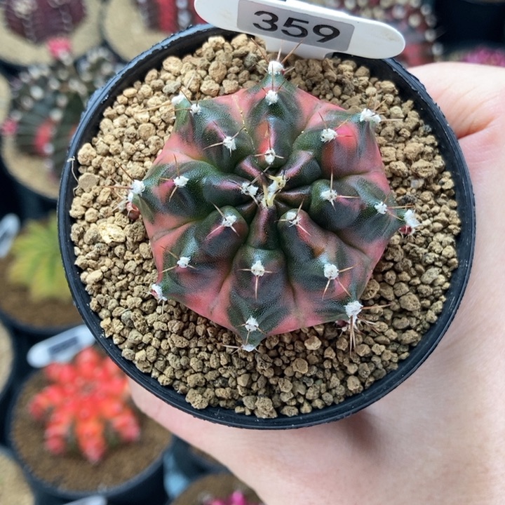 豪臀 腹棱米哈仙人球