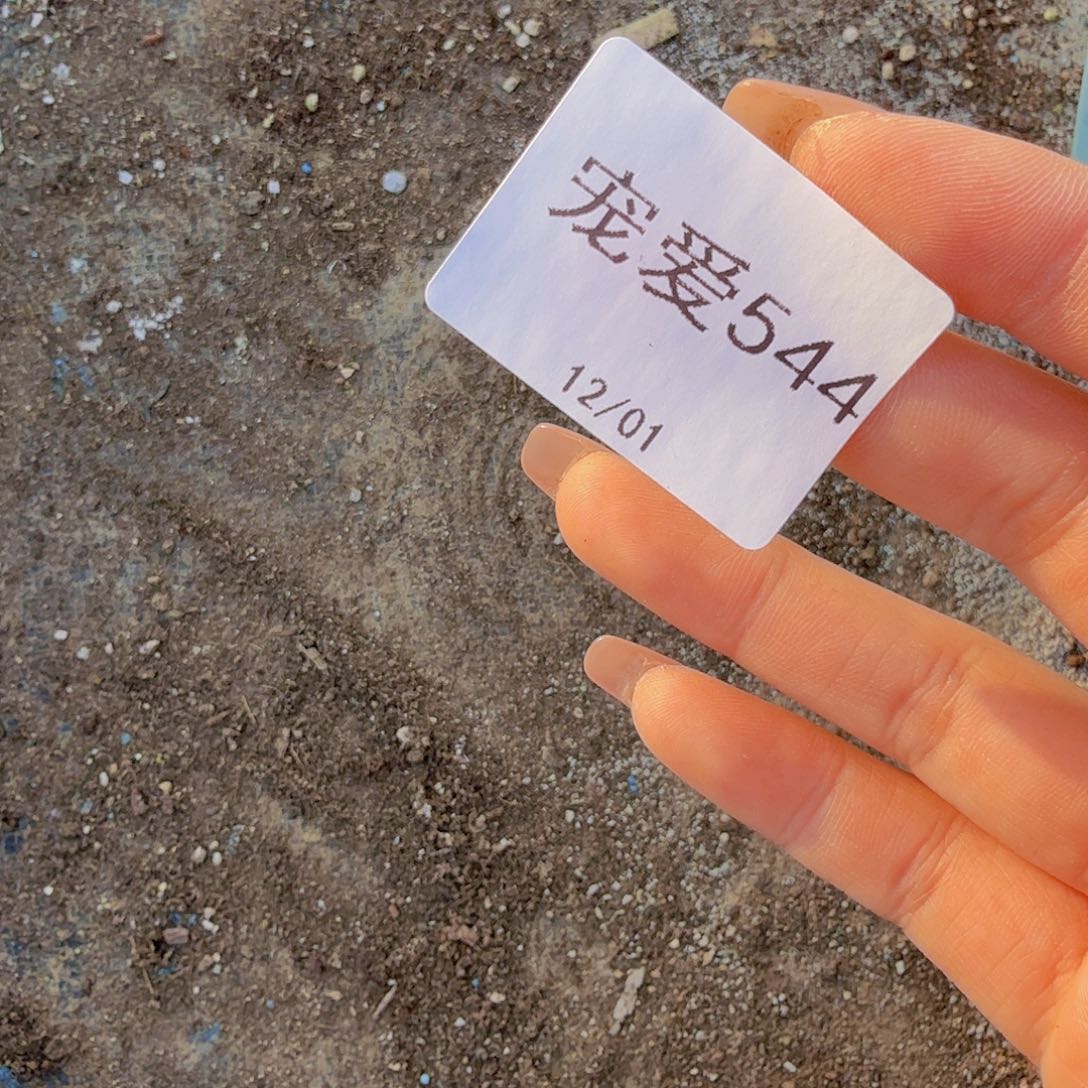 544直播福利一物一拍