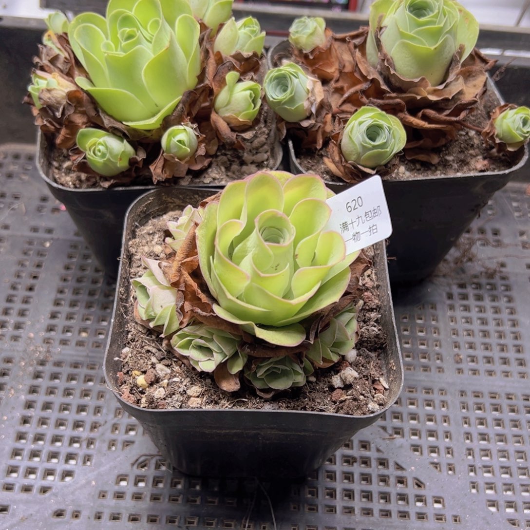 620 侧牙掉了不包损无售后