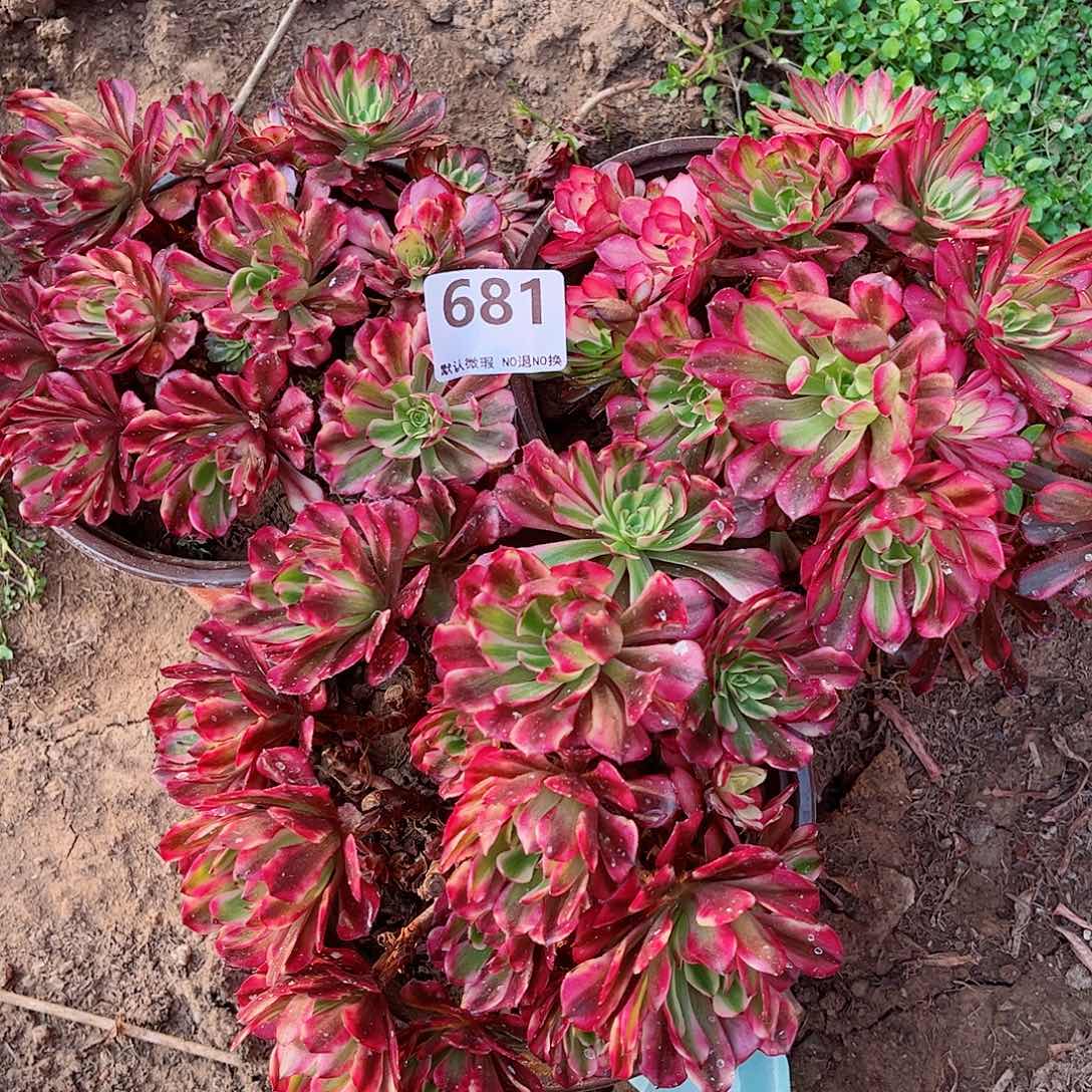 无花朵多肉植物组合681