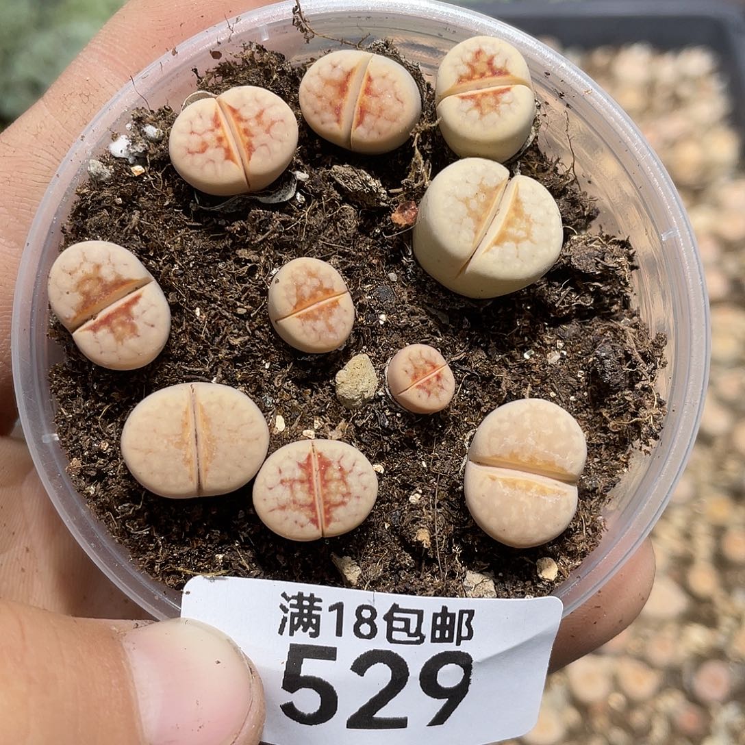 529当天凑满十八元包邮生石花